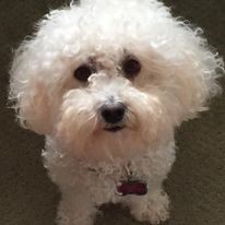 Photo of Bichon Frise